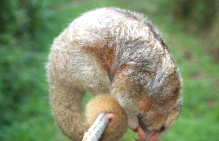 Figura. 4. Hormiguero de dos dedos, <i>Cyclopes didactylus</i> (Cyclopedidae), Estación Biológica Quica, Sector Pitilla (ACG). Foto: Ricardo Calero Marzo 2014.