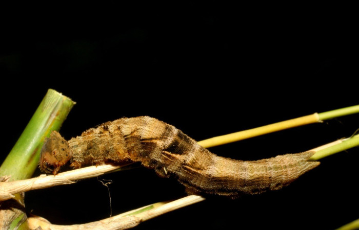 Figura 12.Dorsal entero <i>Taygetis excavata</i>, (Nymphalidae), en la planta <i>Guadua paniculata</i> (Poaceae). Sector Mundo Nuevo, Camino Colmena, (elevación 494 metros). Colectada 16 junio 2007. (07-SRNP-57459-DHJ423167.jpg).