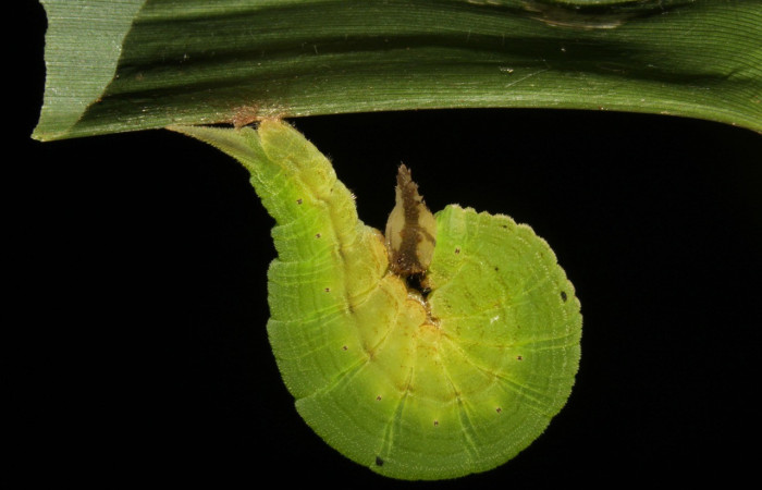 Figura 13. Prepupa lateral entero <i>Taygetis laches</i>, (Nymphalidae). Sector Pitilla, Pasmompa, (elevación 675 metros). Colectada 22 agosto 2015. (15-SRNP-31598-DHJ728525.jpg).
