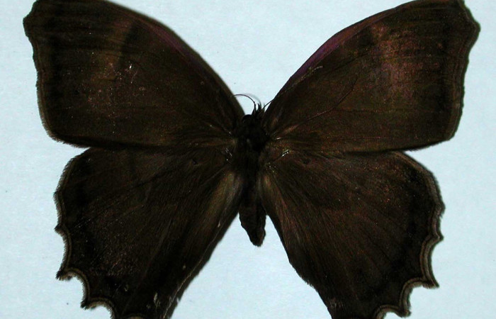 Figura 15. Adulto <i>Taygetis laches</i> (Nymphalidae), posición vista dorsal. (99-SRNP-3199-DHJ35154).