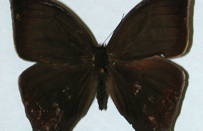 Figura 16. Adulto <i>Taygetis excavata</i> (Nymphalidae), posición vista dorsal. (94-SRNP-9777-DHJ35176 ).