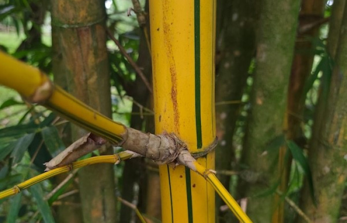 Figura 18. Tallo <i>Guadua paniculata<i>, (Poaceae), hospedera de <i>Taygetis excavata</i>, (Nymphalidae).