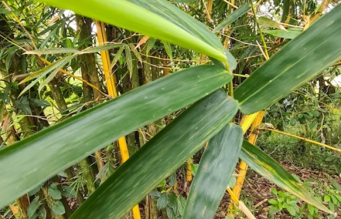 Figura 19. Posición hojas <i>Guadua paniculata<i>, (Poaceae), hospedera de <i>Taygetis excavata</i>, (Nymphalidae).