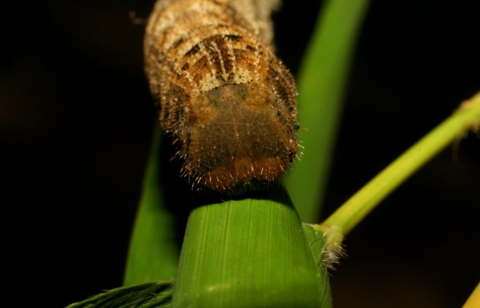 Figura 5. Cabeza <i>Taygetis excavata</i>, (Nymphalidae), en la planta <i>Guadua paniculata</i> (Poaceae). Sector Mundo Nuevo, Camino Colmena, (elevación 494 metros). Colectada 16 junio 2007.(07-SRNP-57459-DHJ423176.jpg).