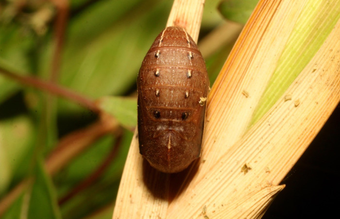 Figura 6. Pupa Dorsal entero <i>Taygetis excavata</i>, (Nymphalidae). Sector Cacao, Cerro Pedregal, (elevación 1080 metros). Colectada 26 marzo 2020 (20-SRNP-35385-DHJ770575.jpg).