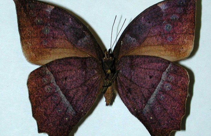 Figura 9. Adulto <i>Taygetis excavata</i> (Nymphalidae), posición vista ventral. (95-SRNP-6769-DHJ35179).
