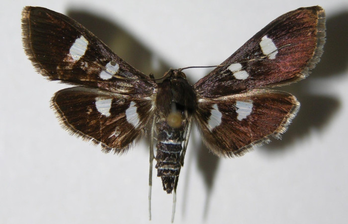 Figura. 10 Adulto <i>Desmia octomaculalis</i>, (Crambidae), posición dorsal entero. (00-SRNP-1332-DHJ336332).