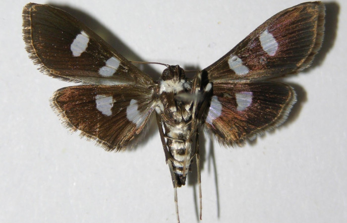 Figura. 11 Adulto <i>Desmia octomaculalis</i>, (Crambidae), posición vista ventral. (00-SRNP-1332-DHJ336333).  