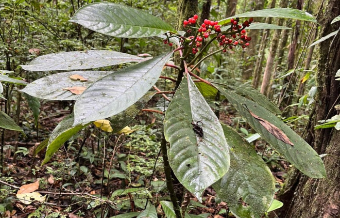 Figura. 1 Habitad, <i>Notopleura uliginosa</i>, (Rubiaceae). Area de Conservación Guanacaste, Sector Rincón  Rain Forest, Flecha. (elevación 491 metros), colectada el 22 marzo 2026. Foto, Jorge Hernández.