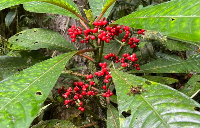 Figura. 2 Habitad, <i>Notopleura uliginosa</i>, (Rubiaceae). Area de Conservación Guanacaste, Sector Rincón  Rain Forest, Flecha. (elevación 491 metros), colectada el 22 marzo 2026. Foto, Jorge Hernández.