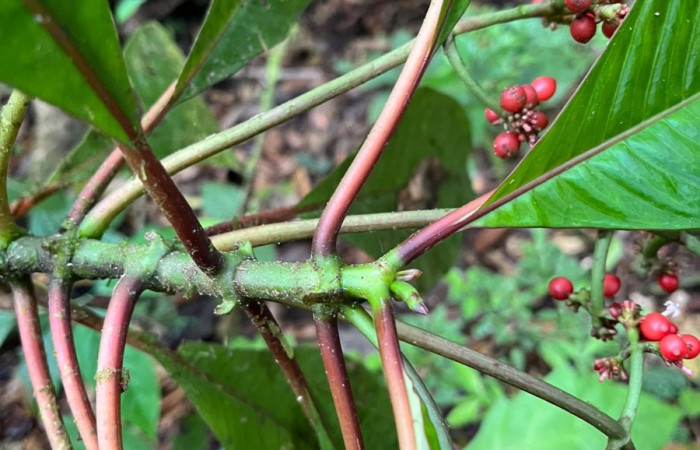 Figura. 3 Posición, hojas  <i>Notopleura uliginosa</i>, (Rubiaceae). Area de Conservación Guanacaste, Sector Rincón  Rain Forest, Flecha. (elevación 410 metros), colectada el 9 de junio 2025. Foto. Jorge Hernández.