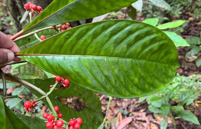 Figura. 4 Hojas haz  <i>Notopleura uliginosa</i>, (Rubiaceae). Area de Conservación Guanacaste, Sector Rincón  Rain Forest, Flecha. (elevación 410 metros), colectada el 9 de junio 2025. Foto. Jorge Hernández.