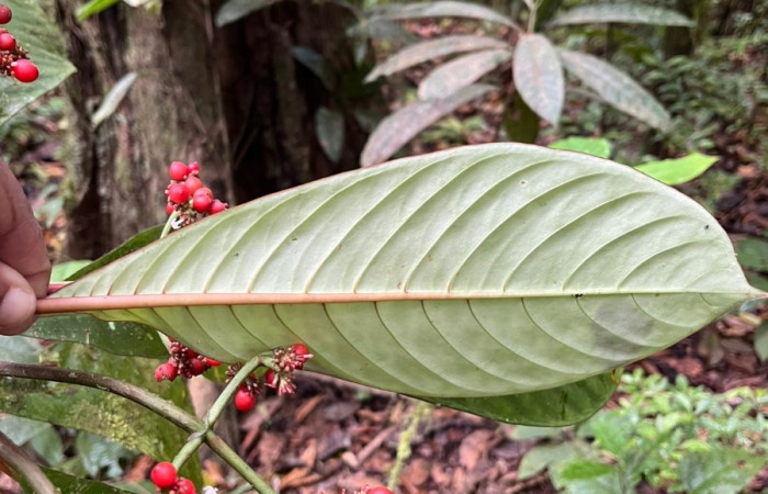 Figura. 5 Hojas envés <i>Notopleura uliginosa</i>, (Rubiaceae). Area de Conservación Guanacaste, Sector Rincón  Rain Forest, Flecha. (elevación 410 metros), colectada el 9 de junio 2025. Foto. Jorge Hernández.