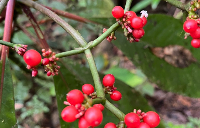 Figura. 6 Frutos  y flores en racimo <i>Notopleura uliginosa</i>, (Rubiaceae). Area de Conservación Guanacaste, Sector Rincón  Rain Forest, Flecha. (elevación 410 metros). colectada el 9 de junio 2025. Foto. Jorge Hernández.