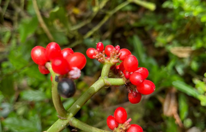 Figura. 7 Frutos y flores en racimo  <i>Notopleura uliginosa</i>, (Rubiaceae). Area de Conservación Guanacaste, Sector Rincón  