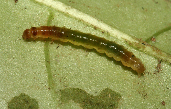 Figura. 8 Larva <i>Desmia octomaculalis</i>, (Crambidae), posición dorsal entero  alimentándose en <i>Notopleura uliginosa</i>, (Rubiaceae). (10-SRNP-1578-DHJ468520.jpg).