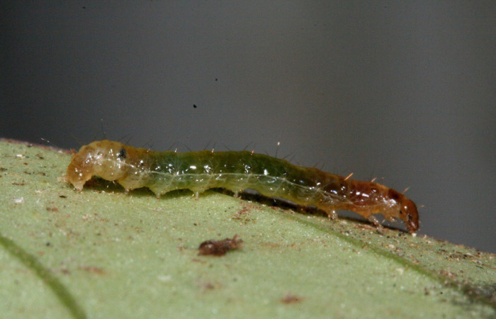 Figura. 9 Larva <i>Desmia octomaculalis</i>, (Crambidae), posición lateral entero  alimentándose en <i>Notopleura uliginosa</i>, (Rubiaceae). (10-SRNP-1578-DHJ468518.jpg).