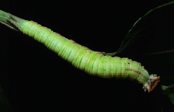 Figura 10. Dorsal entero <i>Taygetis laches</i>, (Nymphalidae), en la planta <i>Olyra latifolia</i> (Poaceae). Sector Santa Rosa, Bosque San Emilio, (elevación 300 metros). Colectada 26 octubre 1983. (83-SRNP-1106-DHJ5938.jpg).