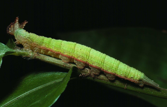 Figura 11. Lateral entero <i>Taygetis laches</i>, (Nymphalidae), en la planta <i>Olyra latifolia</i> (Poaceae). Sector Santa Rosa, Bosque San Emilio, (elevación 300 metros). Colectada 26 octubre 1983. (83-SRNP-1106-DHJ5940.jpg 