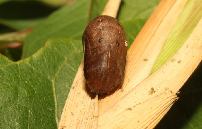 Figura 14. Pupa Dorsal entero <i>Taygetis excavata</i>, (Nymphalidae). Sector Cacao, Cerro Pedregal, (elevación 1080 metros). Colectada 26 marzo 2020 (20-SRNP-35385-DHJ770574.jpg).