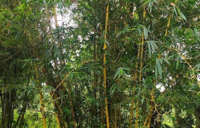 Figura 17. Habitad <i>Guadua paniculata<i>, (Poaceae), hospedera de <i>Taygetis excavata</i>, (Nymphalidae).