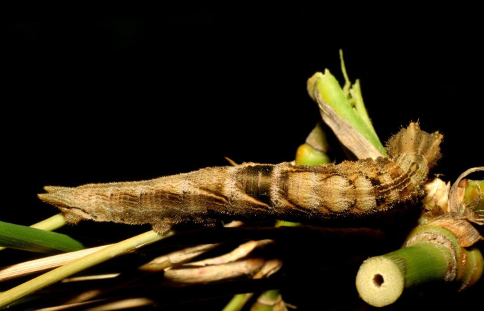 Figura 1. Dorsal entero <i>Taygetis excavata</i>, (Nymphalidae), en la planta <i>Guadua paniculata</i> (Poaceae). Sector Mundo Nuevo, Camino Colmena, (elevación 494 metros). Colectada 16 junio 2007. (07-SRNP-57459-DHJ423168.jpg).
