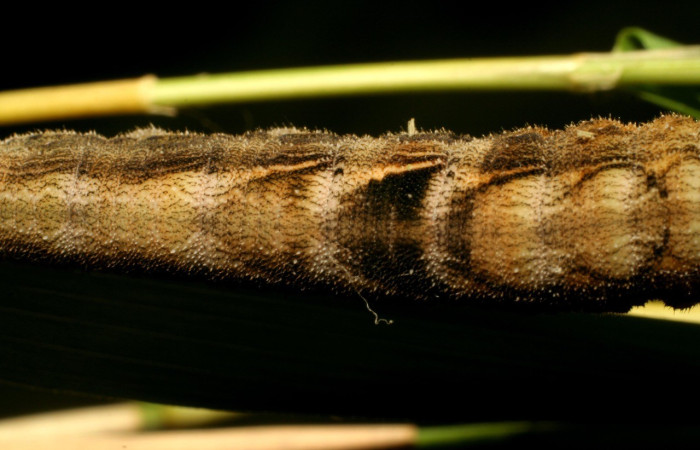 Figura 3. Dorsal central <i>Taygetis excavata</i>, (Nymphalidae), en la planta <i>Guadua paniculata</i> (Poaceae). Sector Mundo Nuevo, Camino Colmena, (elevación 494 metros). Colectada 16 junio 2007. (07-SRNP-57459-DHJ423175.jpg).