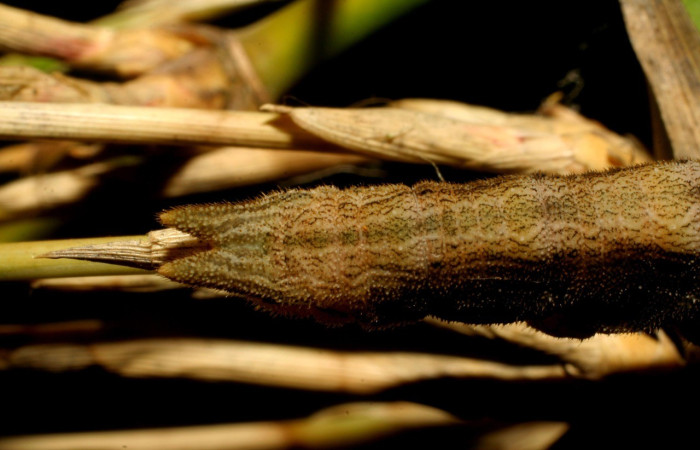 Figura 4. Parte posterior <i>Taygetis excavata</i>, (Nymphalidae), en la planta <i>Guadua paniculata</i> (Poaceae). Sector Mundo Nuevo, Camino Colmena, (elevación 494 metros). Colectada 16 junio 2007. (07-SRNP-57459-DHJ423169.jpg).