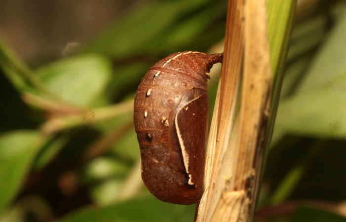 Figura 7. Pupa Dorsal entero <i>Taygetis excavata</i>, (Nymphalidae). Sector Cacao, Cerro Pedregal, (elevación 1080 metros). Colectada 26 marzo 2020 (20-SRNP-35385-DHJ770576.jpg).