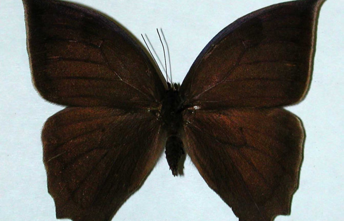 Figura 8. Adulto <i>Taygetis excavata</i> (Nymphalidae), posición vista dorsal. (95-SRNP-6769-DHJ35178).