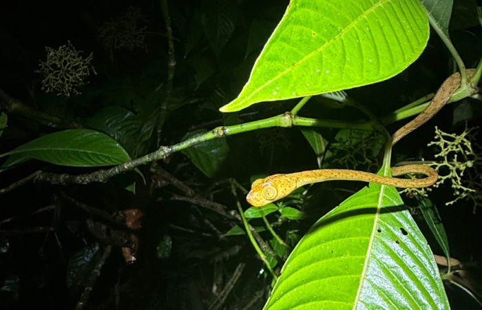 Fig.11 Serpiente buscando huevos de<i>Agalychnis callidryas</i> Familia (Phyllomedusidae).Foto tomada en Estación Biólogica Caribe. ACG, Roberto Fernandez 31 may 2026.