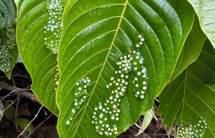 Fig.7. Huevos de  <i>Agalychnis callidryas</i> Familia (Phyllomedusidae). Foto tomada en Estación Biólogica Caribe.ACG, Roberto Fernandez. 31 may 2026.