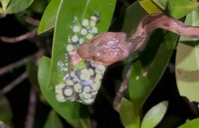 Fig.9 Serpiente <i>Leptodeira rhombifera</i>,devorando huevos de<i>Agalychnis callidryas</i> Familia (Phyllomedusidae).Foto tomada en Estación Biólogica Caribe.ACG, Roberto Fernandez. 31 may 2026.