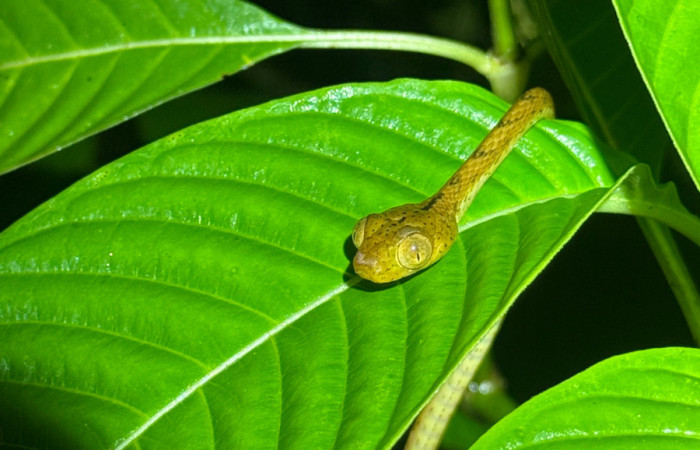 Fig.10 Serpiente buscando huevos de<i>Agalychnis callidryas</i> Familia (Phyllomedusidae).Foto tomada en Estación Biólogica Caribe. ACG, Roberto Fernandez 31 may 2026.