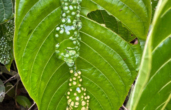 Fig.6. Huevos de  <i>Agalychnis callidryas</i> Familia (Phyllomedusidae). Foto tomada en Estación Biólogica Caribe.ACG, Roberto Fernandez. 31 may 2026.
