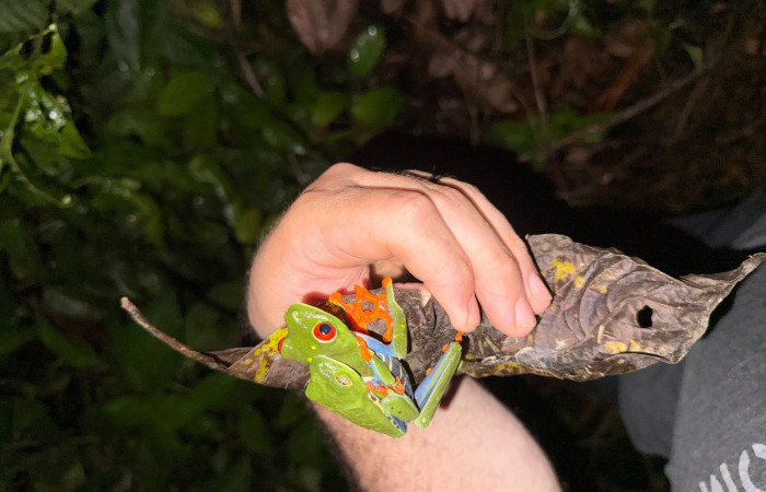 Fig. 2 <i>Agalychnis callidryas</i> Familia (Phyllomedusidae).  Foto, tomada en Estación Biológica Caribe, ACG. Roberto Fernandez. 31 may 2026.
