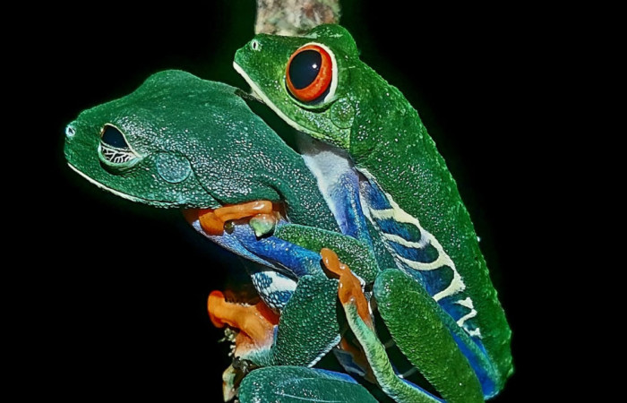 Fig.5 <i>Agalychnis callidryas</i> Familia (Phyllomedusidae). Foto tomada en Estación Biológica Caribe, ACG. Roberto Fernandez. 31 may 2026.