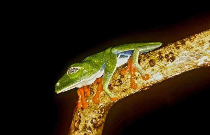 Fig.3 <i>Agalychnis callidryas</i> Familia (Phyllomedusidae). Foto tomada en Estación Biológica Caribe, ACG. Roberto Fernandez. 31 may 2026.