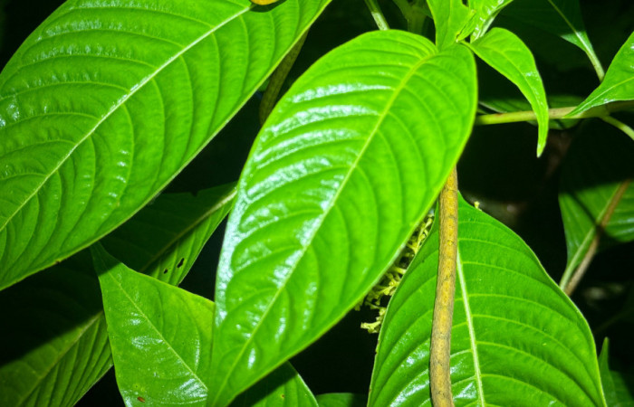Fig.12 Serpiente buscando huevos de<i>Agalychnis callidryas</i> Familia (Phyllomedusidae).Foto, tomada en Estación Biólogica Caribe. ACG, Roberto Fernandez 31 may 2026.