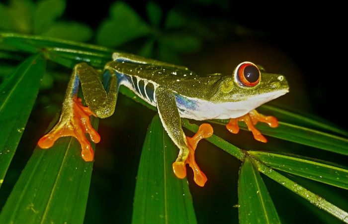 Fig. 1 <i>Agalychnis callidryas</i> Familia (Phyllomedusidae).  Foto tomada en Estación Biológica Caribe, ACG. Roberto Fernandez. 31 may 2026.