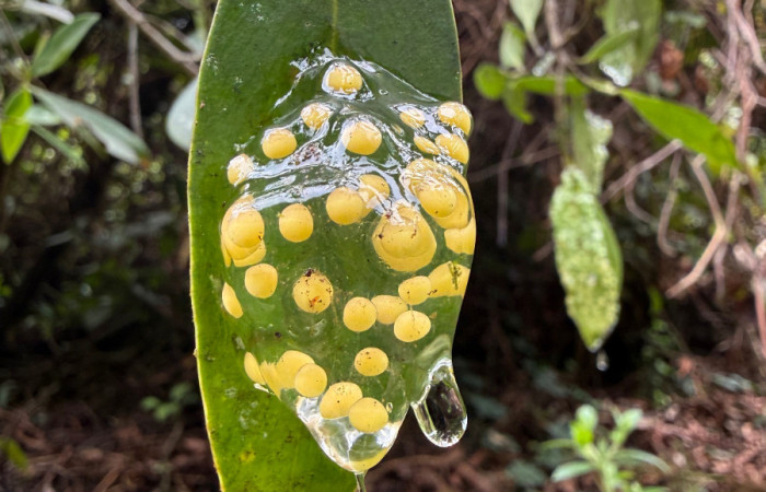 Fig.8. Huevos de  <i>Agalychnis callidryas</i> Familia (Phyllomedusidae). Foto tomada en Estación Biólogica Caribe.ACG, Roberto Fernandez. 31 may 2026.