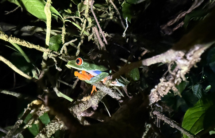 Fig.4 <i>Agalychnis callidryas</i> Familia (Phyllomedusidae). Foto, tomada en Estación Biológica Caribe, ACG. Roberto Fernandez. 31 may 2026.