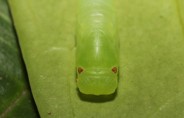  Pupa en posición frontal de <i>Potamanaxas confusa</i> (Hesperiidae),. Sector Pitilla, Bullas. Voucher 14-SRNP-70705-DHJ722756.jpg.