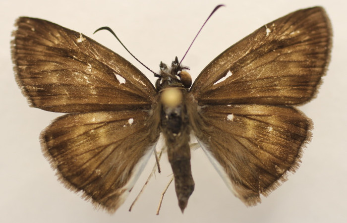  Adulto en posición dorsal de <i>Potamanaxas confusa</i> (Hesperiidae),. Sector Pitilla, Bullas. Voucher 19-SRNP-70518-DHJ952762.