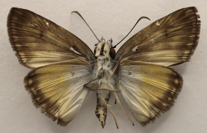  Adulto en posición ventral de <i>Potamanaxas confusa</i> (Hesperiidae),. Sector Pitilla, Bullas. Voucher 19-SRNP-70518-DHJ952763.