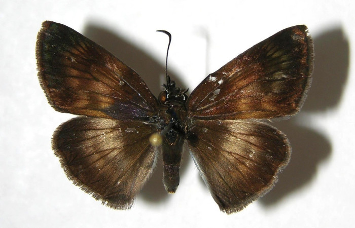  Adulto en posición dorsal de <i>Potamanaxas confusa</i> (Hesperiidae),. Brasilia, Piedrona. Voucher 07-SRNP-65900-DHJ382882.