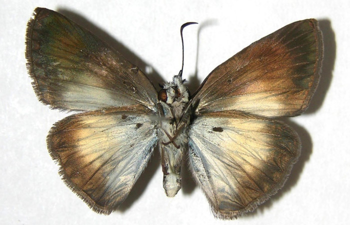  Adulto en posición ventral de <i>Potamanaxas confusa</i> (Hesperiidae),. Brasilia, Piedrona. Voucher 07-SRNP-65900-DHJ382883.