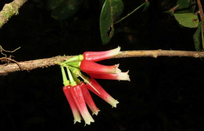  Flores <i>Satyria panurensis</i> (Ericaceae), planta hospedera de <i>Potamanaxas confusa</i> (Hesperiidae). Tomado de PlantNet, Área de Conservación Guanacaste, Costa Rica.
