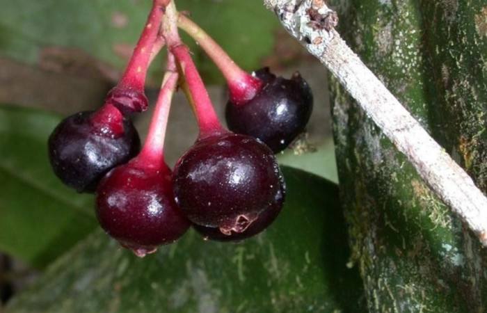  Frutos <i>Satyria panurensis<i> (Ericaceae), planta hospedera de <i>Potamanaxas confusa</i> (Hesperiidae). Tomado de PlantNet, Área de Conservación Guanacaste, Costa Rica.
