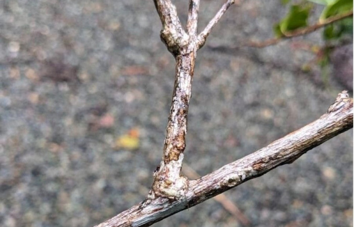  Corteza <i>Satyria panurensis</i> (Ericaceae), planta hospedera de <i>Potamanaxas confusa</i> (Hesperiidae). Tomado de PlantNet, Área de Conservación Guanacaste, Costa Rica.
